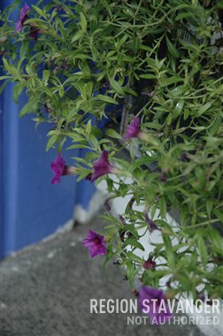 Blomster mot blå vegg 2