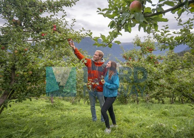 Epler, Solvorn, Sognefjord