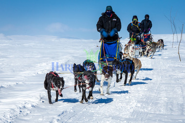 Hundekøyring på Hardangervidda