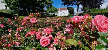 Blomster og sommer  roseparken