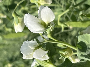 230601-Peas-Flower-11