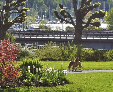 Rever som leker i parken, Sandvika 
