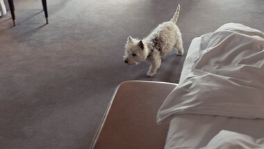 Dog in hotel room